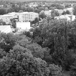 urban forestry