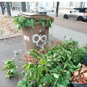 shrub management
