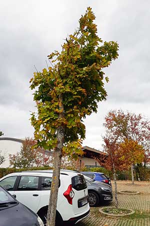 Tree transplant shock recovery's monitoring