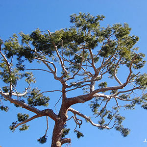 Ornamental tree drought and climate change in the Mediterranean