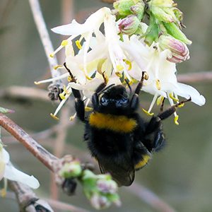 biodiversity study