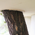 Ornamental tree drought and climate change in the Mediterranean