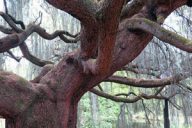 remarkable tree