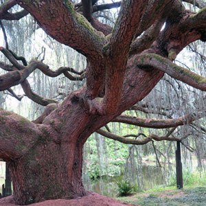 remarkable tree