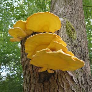 sulphur polypore