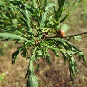 Gall on oak acorn