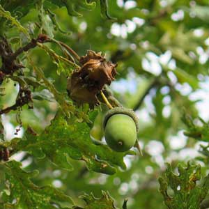 Gall on oak acorn