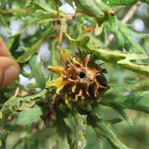 Gall on oak acorn