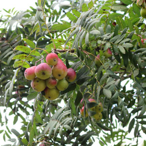 shrub management
