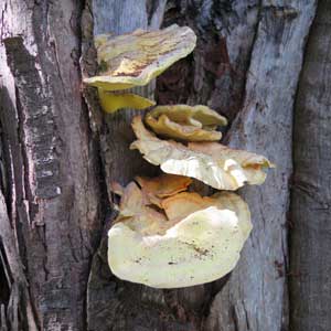 sulphur polypore