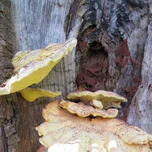 sulphur polypore