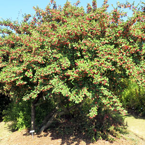 shrub management