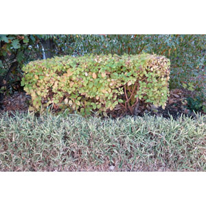 shrub management