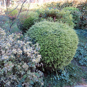 shrub management