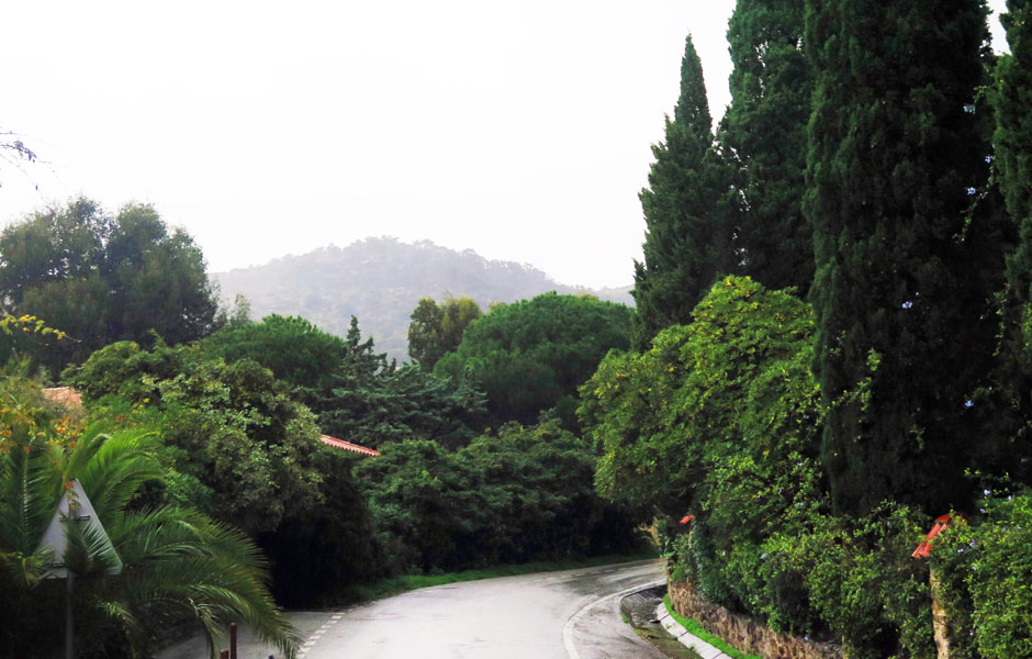 Dry Garden Design: Mediterranean vegetation is rich and varied!VALUABLE TREES | Arboriculture ... Dry Garden Design: Mediterranean vegetation is rich and varied!VALUABLE TREES | Arboriculture ... on Dry Garden Design
id=72637
