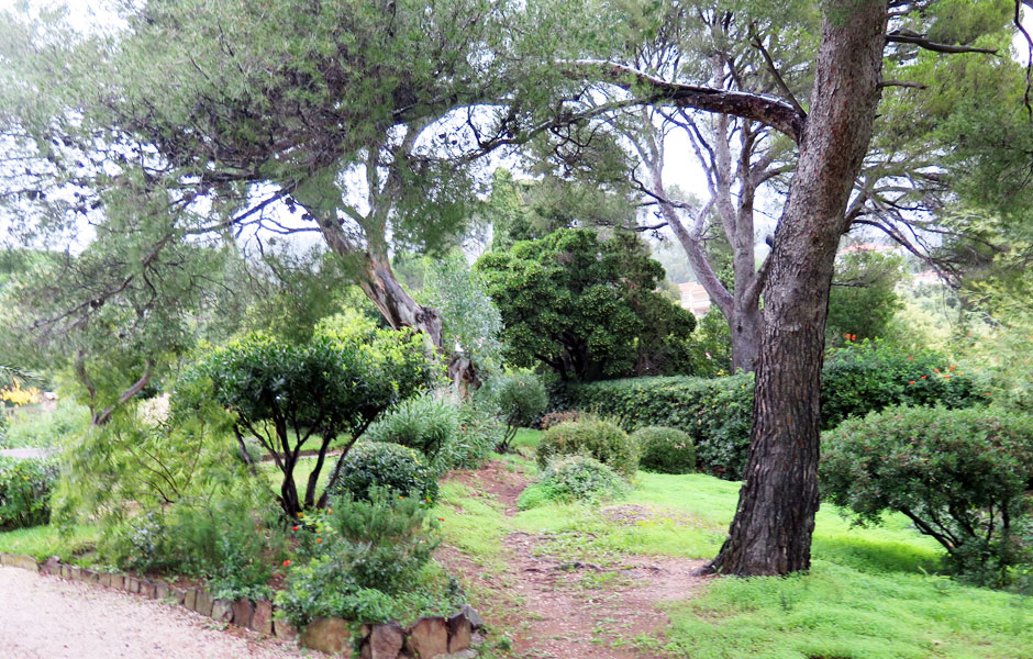Dry Garden Design: Mediterranean vegetation is rich and varied!VALUABLE TREES | Arboriculture ... Dry Garden Design: Mediterranean vegetation is rich and varied!VALUABLE TREES | Arboriculture ... on Dry Garden Design
id=66699