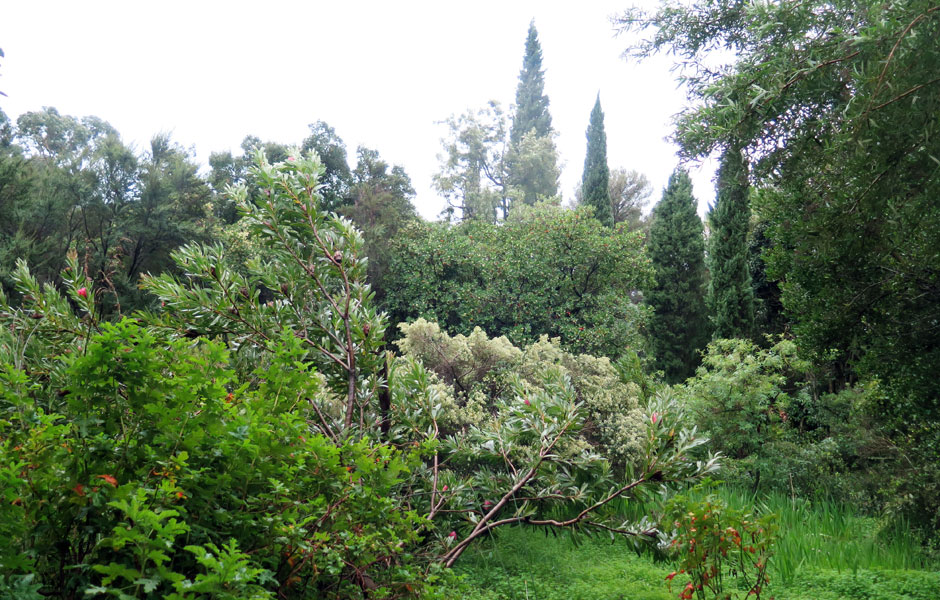 Dry Garden Design: Mediterranean vegetation is rich and varied!VALUABLE TREES | Arboriculture ... Dry Garden Design: Mediterranean vegetation is rich and varied!VALUABLE TREES | Arboriculture ... on Dry Garden Design
id=73360
