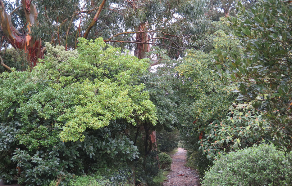 Dry Garden Design: Mediterranean vegetation is rich and varied!VALUABLE TREES | Arboriculture ... Dry Garden Design: Mediterranean vegetation is rich and varied!VALUABLE TREES | Arboriculture ... on Dry Garden Design
id=78288