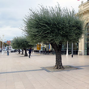 new plant palette in the Mediterranean