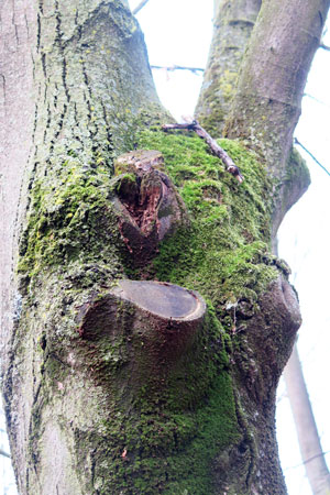 topped tree