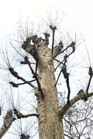 topped tree