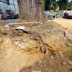 trees protection before building works