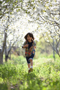 plant urban trees in the PACA region