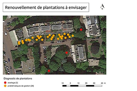 Plantations renewal