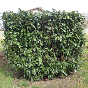 Differentiated management of shrubs