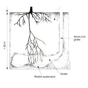 Ornamental tree drought and climate change in the Mediterranean