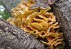 sulphur polypore