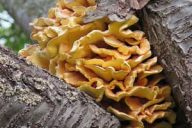 sulphur polypore