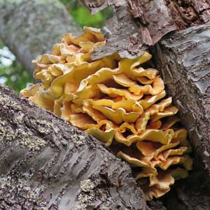 sulphur polypore